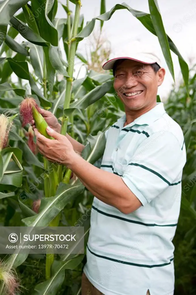 Elderly farmer in corn fields, smiling