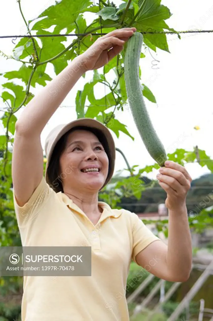 Mature farmer picking cucumber, laughing