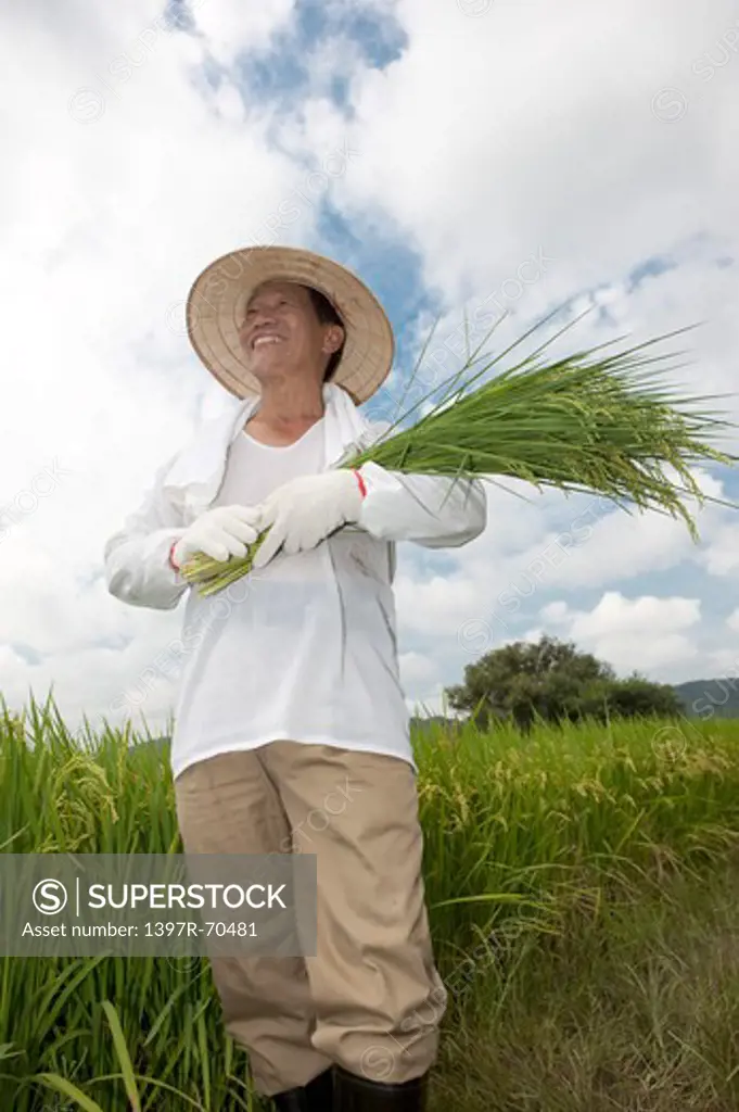 Elderly farmer holding rice plants standing in rice field
