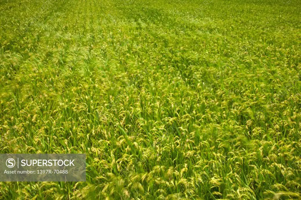 Rice paddy, rice field