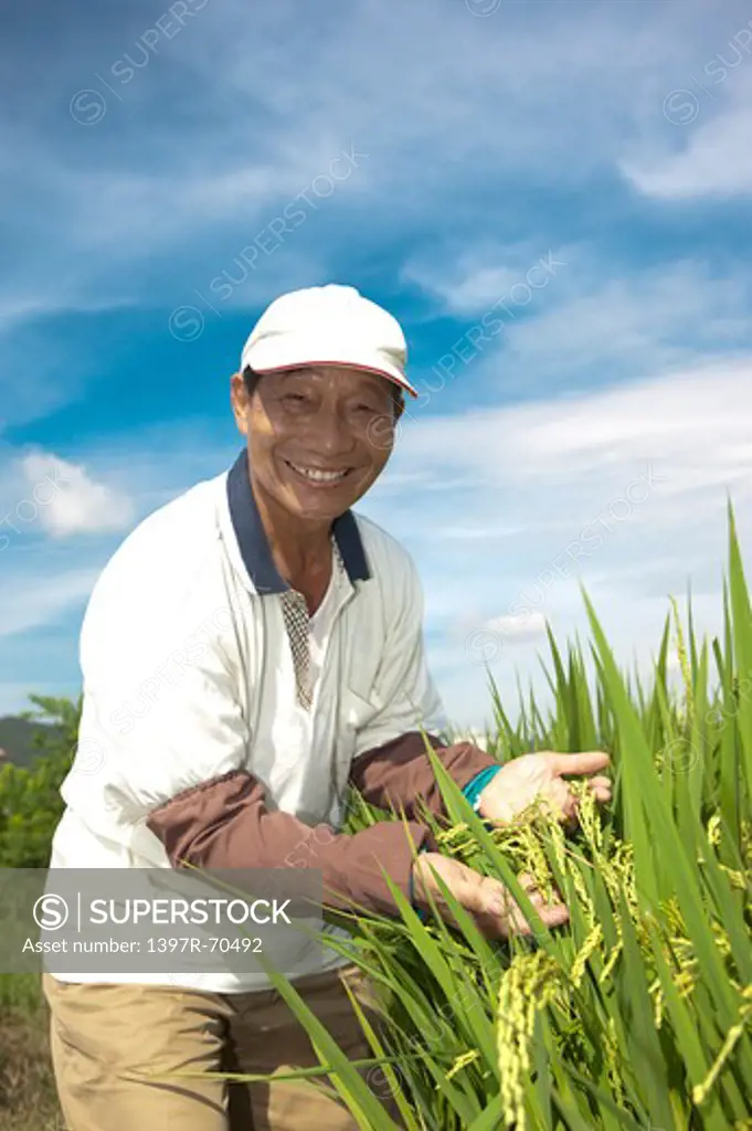 Elderly farmer showing rice plants, satisfied