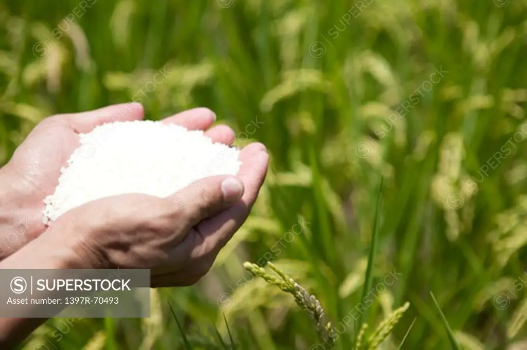 Cupped hands holding rice
