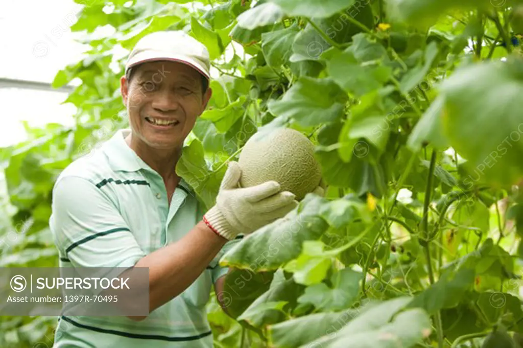 Elderly farmer showing melon, satisfied