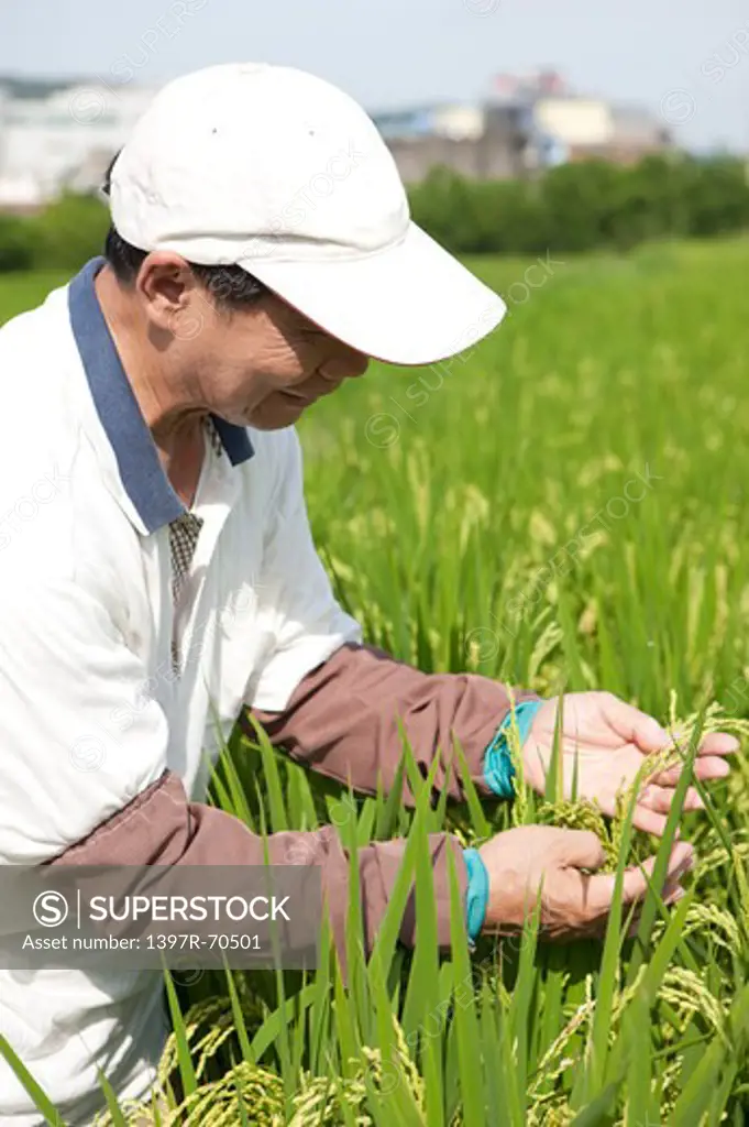 Elderly farmer checking in rice field