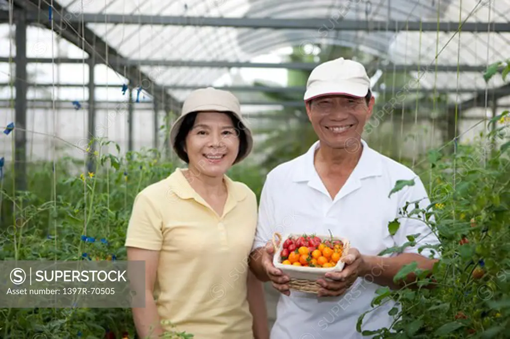 Farmer couple in greenhouse, man holding a basket of cherry tomatoes