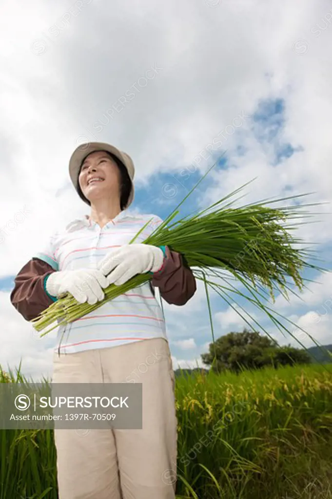 Mature farmer holding rice plants standing in rice field