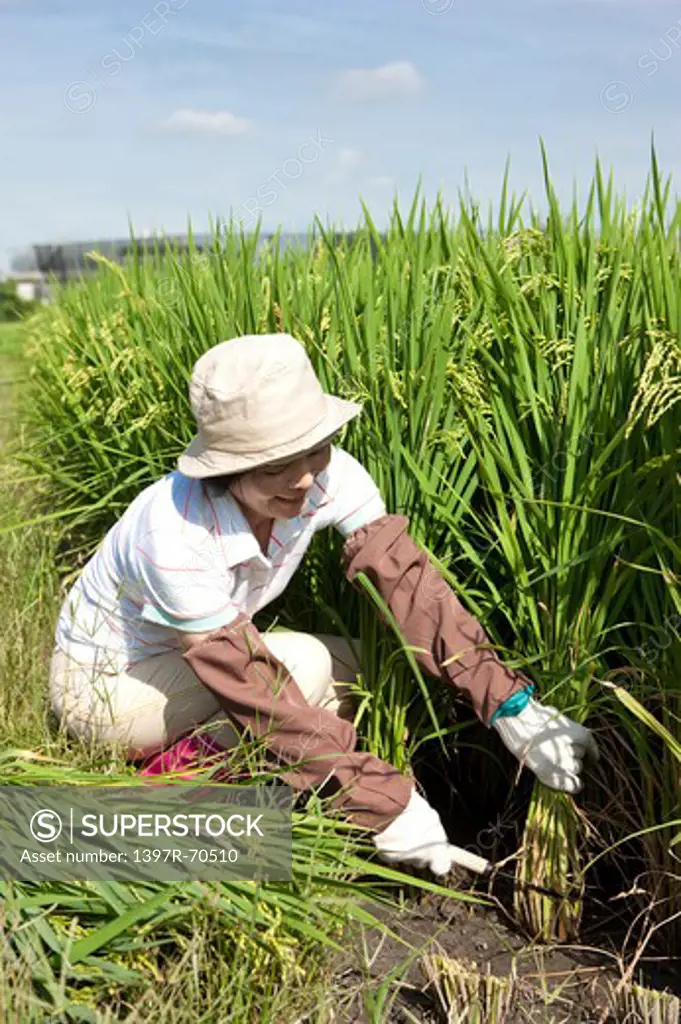 Mature farmer harvesting rice plants