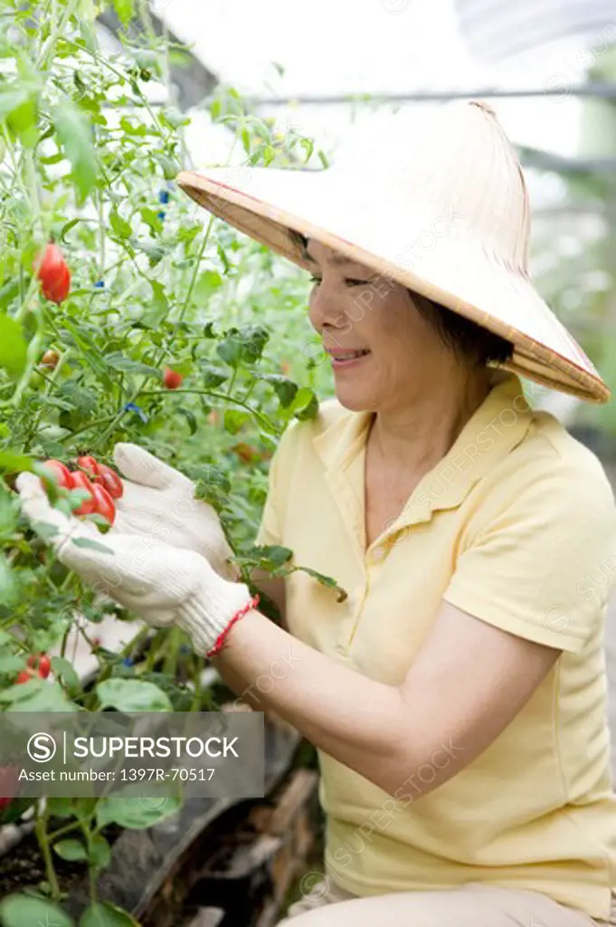 Mature farmer checking cherry tomatoes in greenhouse