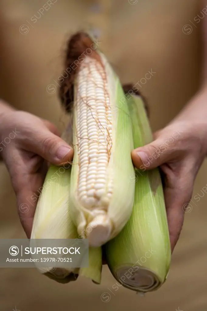 Human hands holding corns