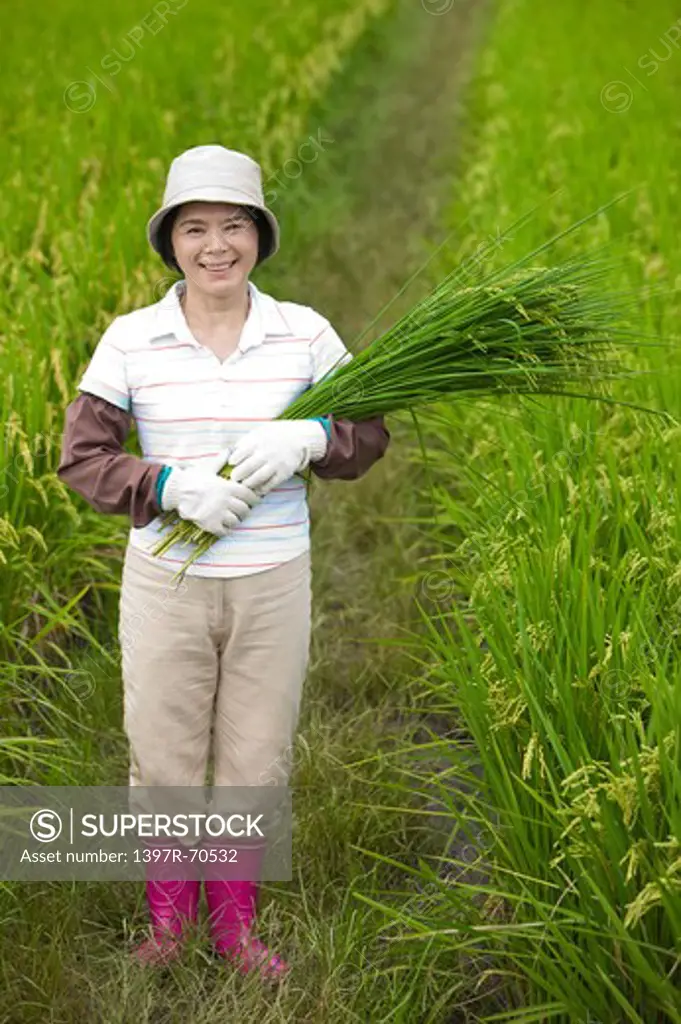 Mature farmer holding rice plants standing in rice field