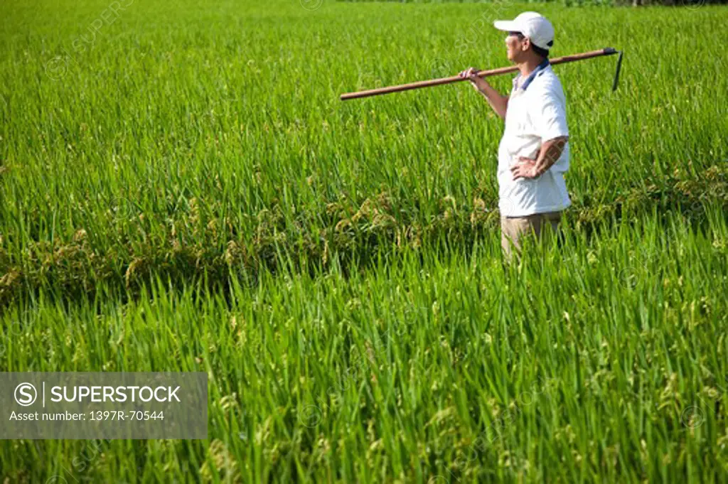 Elderly farmer carrying a hoe on shoulder standing in rice field
