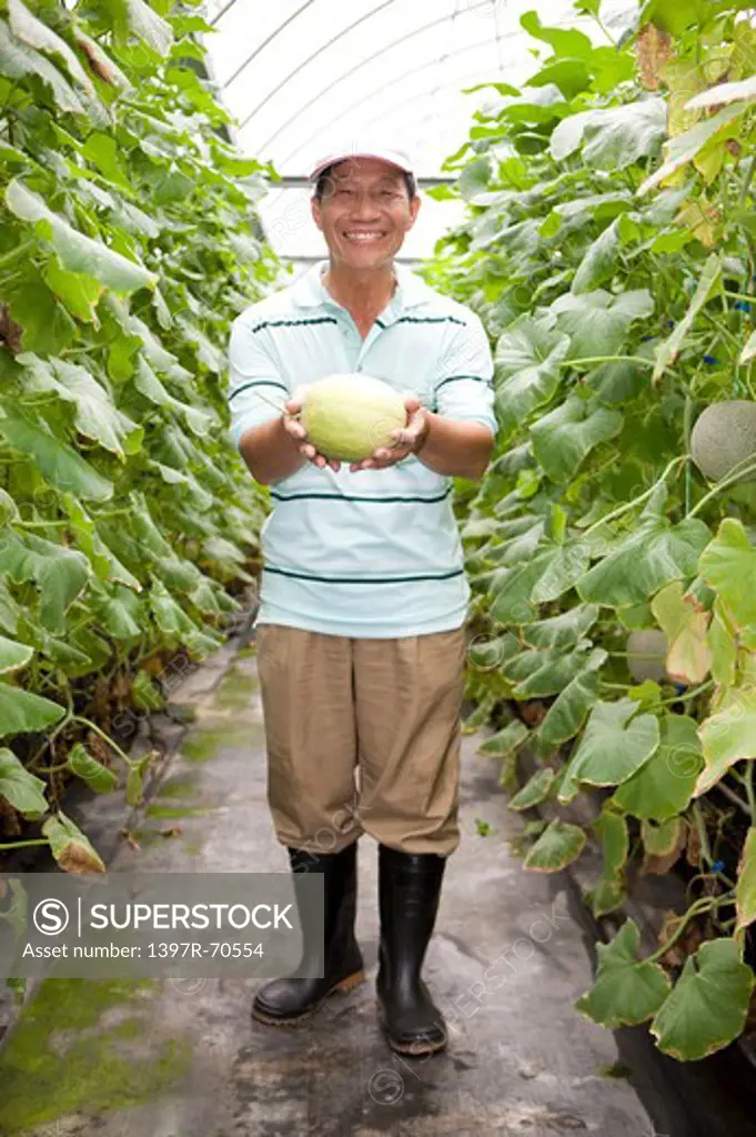 Elderly farmer showing a melon in greenhouse garden