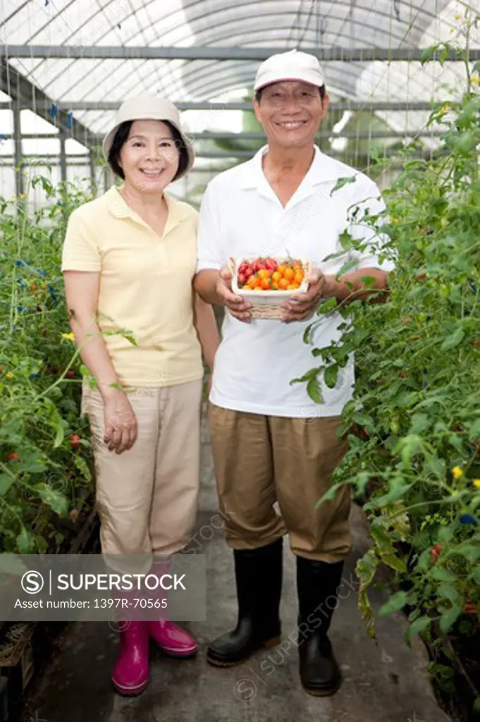 Farmer couple standing in greenhouse, smiling, man holding a basket of cherry tomatoes