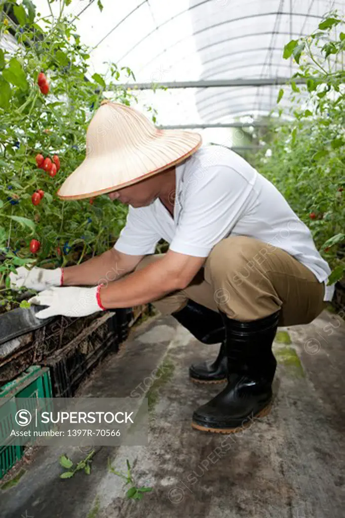 Elderly farmer crouching in greenhouse checking cherry tomatoes