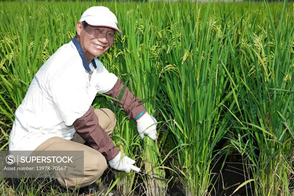 Elderly farmer harvesting in rice field, smiling at camera
