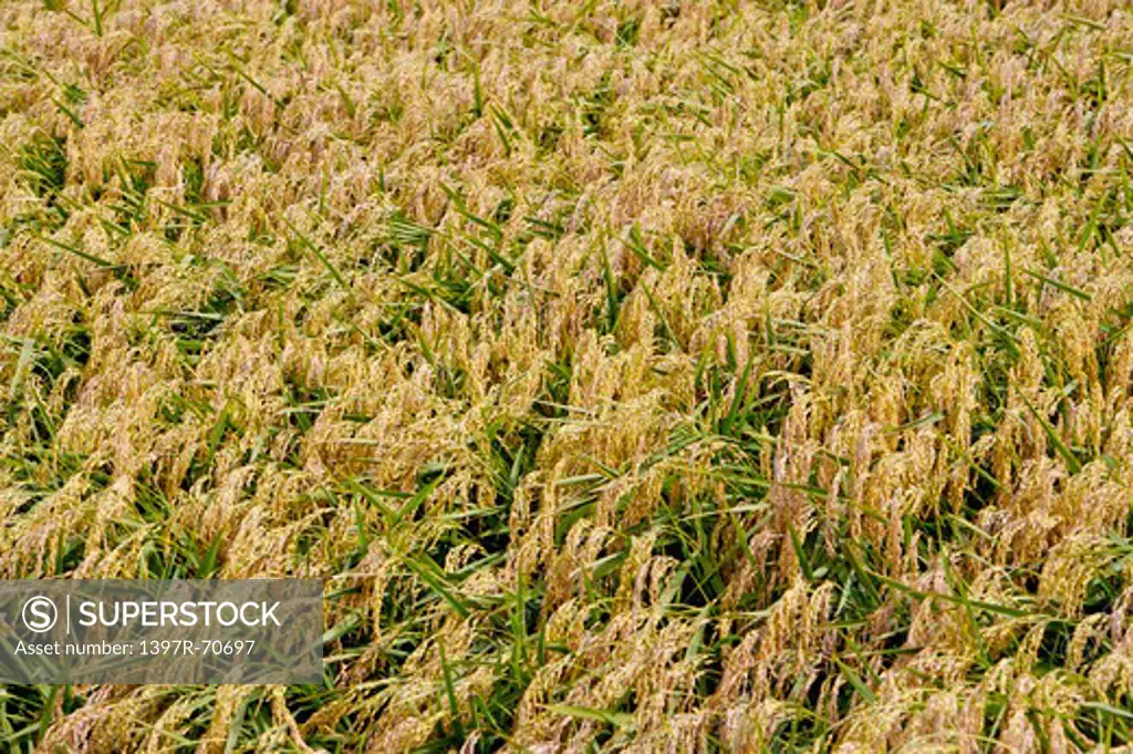 Rice Paddy