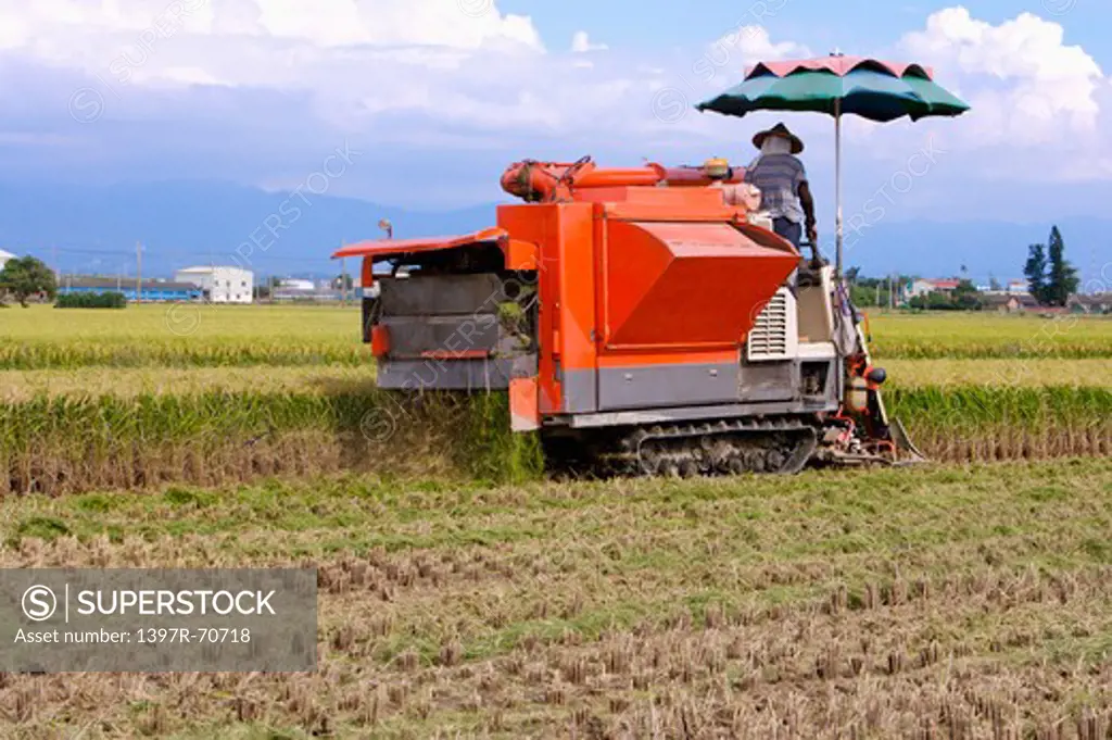 Rice, Modern Agriculture