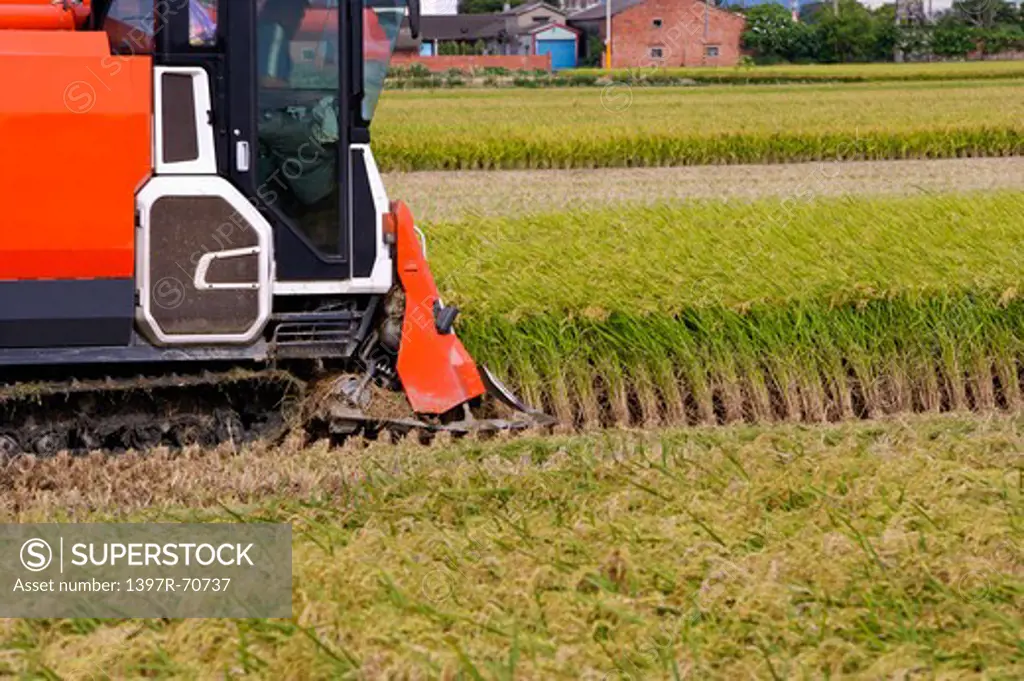 Rice, Modern Agriculture