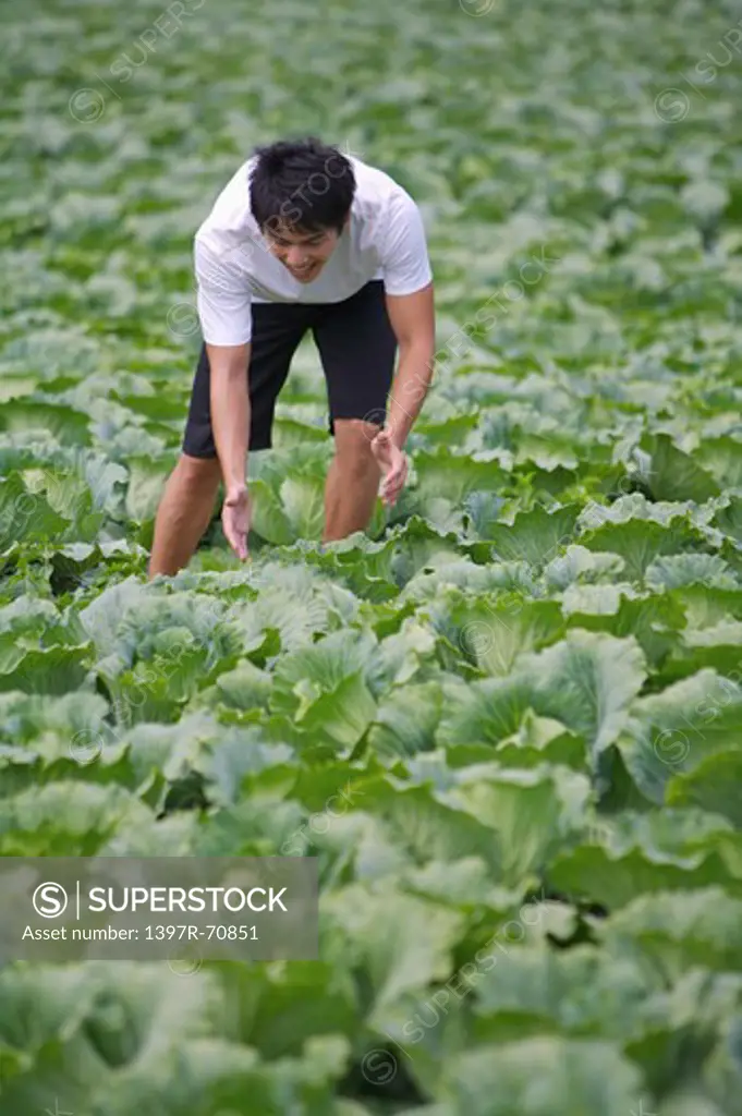 Young man harvesting in the vegetable garden