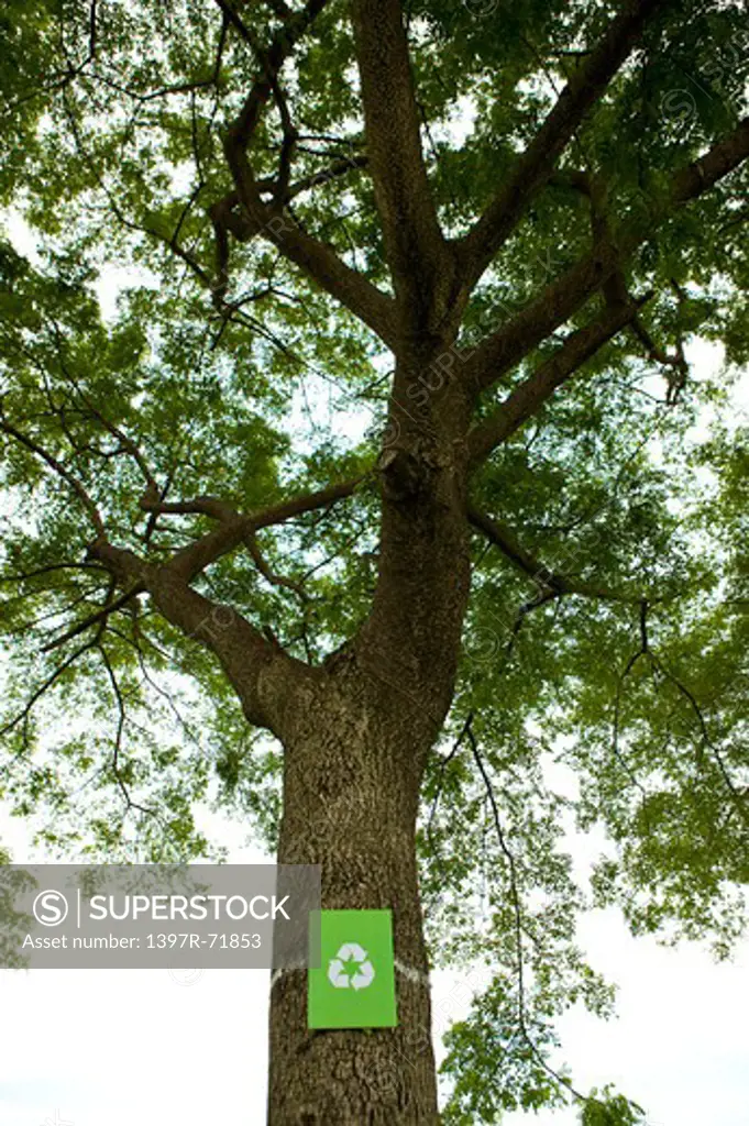 Tree with recycling symbol posted on its trunk