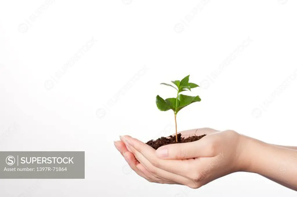 Cupped hands holding coffee plant seedling in soil