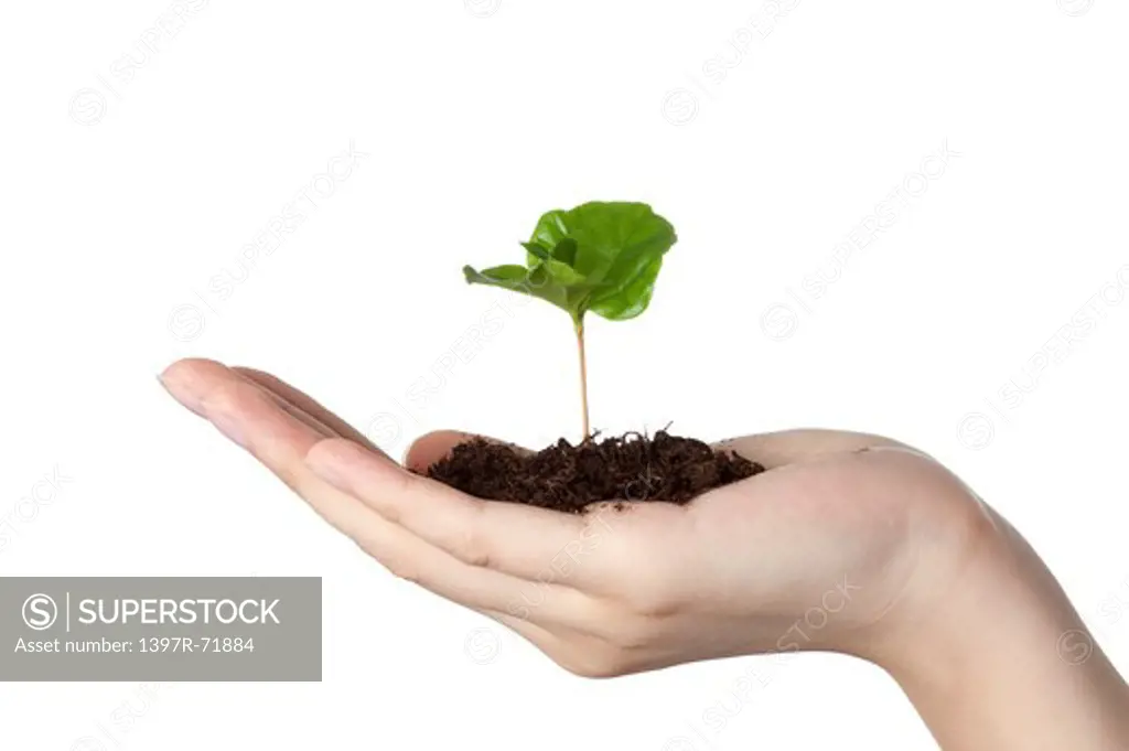 Hand holding coffee plant seedling in soil