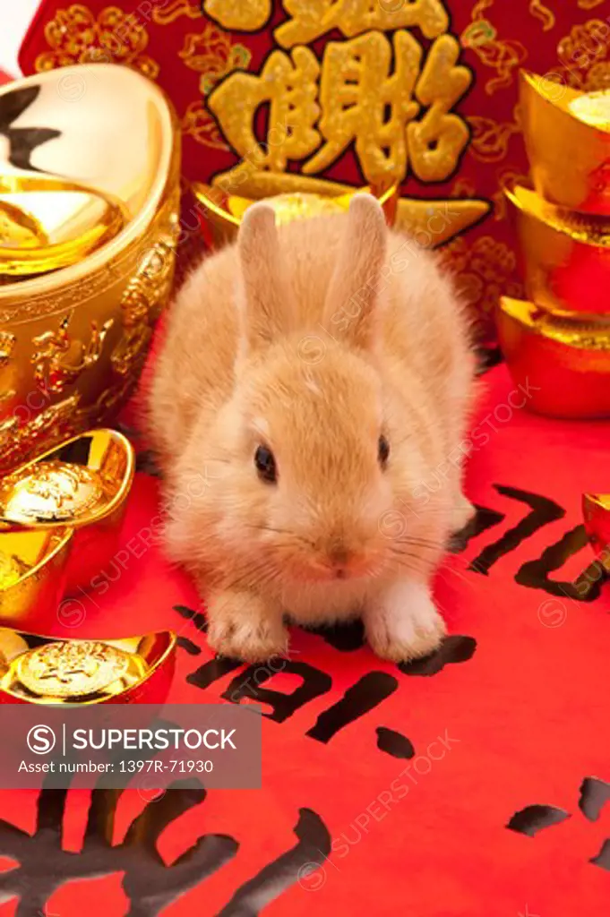 Rabbit with Chinese New Year decorations, year of the rabbit