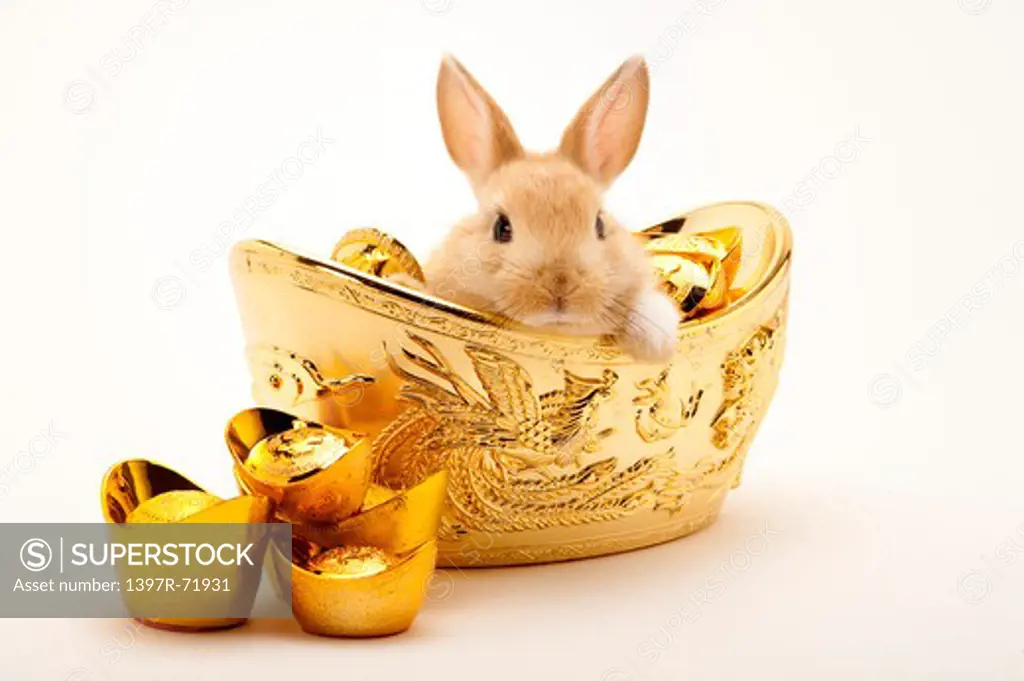 Rabbit on decorative gold ingots