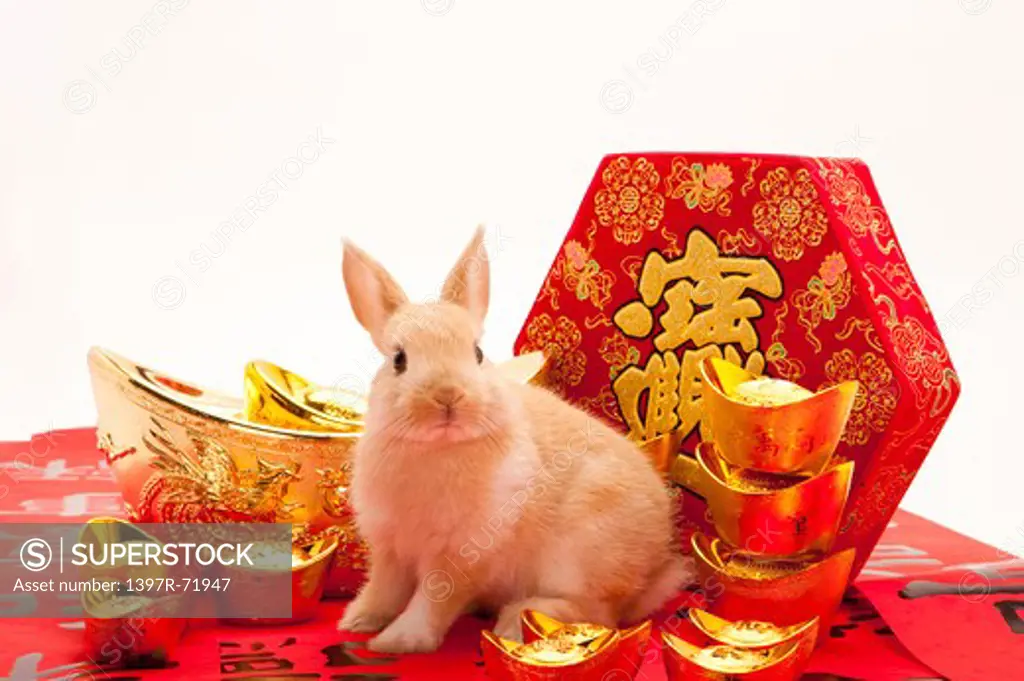 Year of the rabbit, money and treasures will be plentiful
