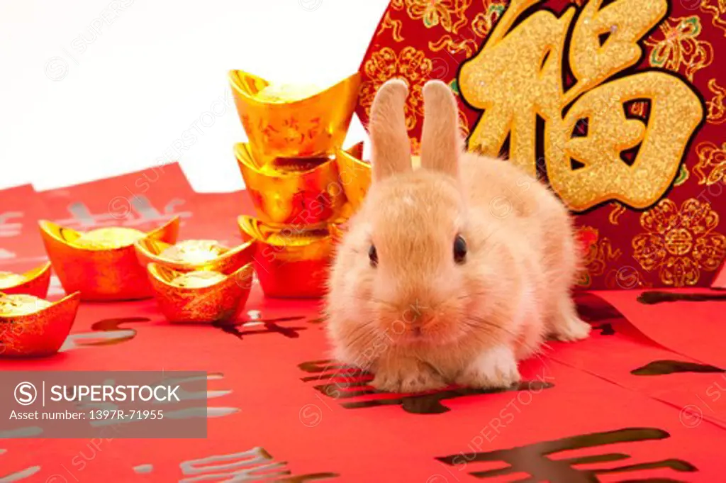 Rabbit with Chinese New Year decorations, year of the rabbit