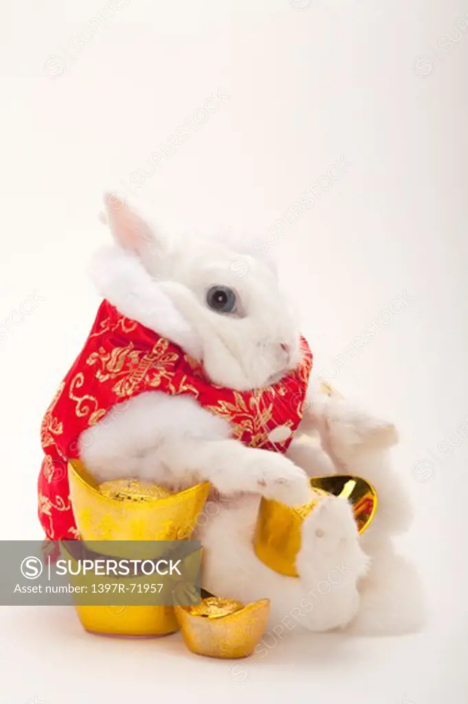 Rabbit in cotton-padded jacket with gold ingots