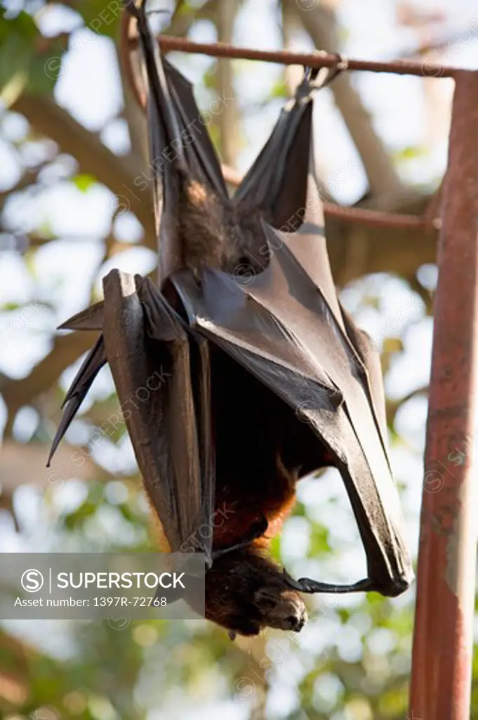 Bali, Bat hanging