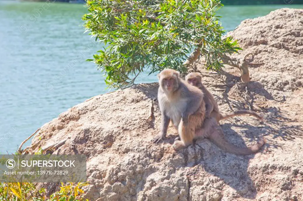 Monkey, Jianshanpei Reservoir, Tainan, Taiwan, Asia
