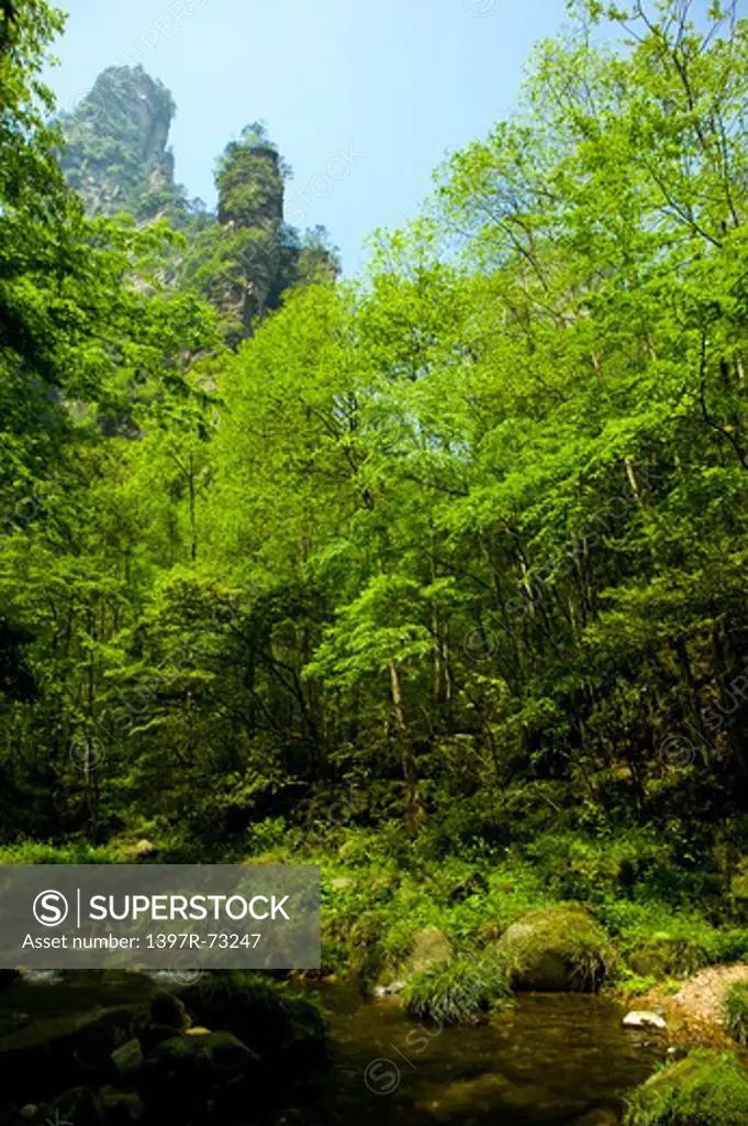 Zhangjiajie National Forest Park, Golden Whip Stream, Zhangjiajie, Hunan Province, China, Asia