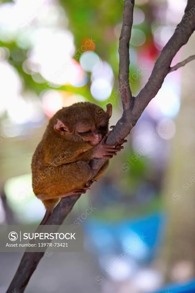 Bohol Island, Cebu, Philippines, Asia, Close-up of philippine tarsier resting on the branch