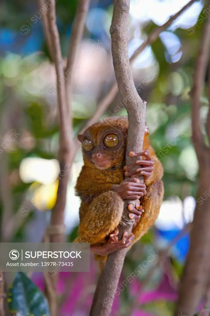 Bohol Island, Cebu, Philippines, Asia, Close-up of philippine tarsier