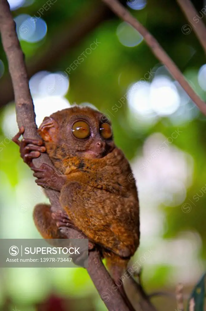 Bohol Island, Cebu, Philippines, Asia, Close-up of philippine tarsier gripping on the branch