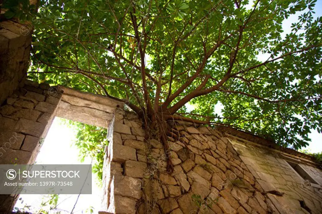Stone wall and tall tree in Matsu