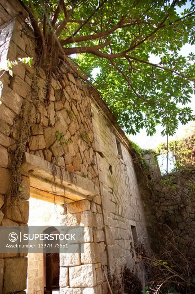 Stone wall and tall tree in Matsu