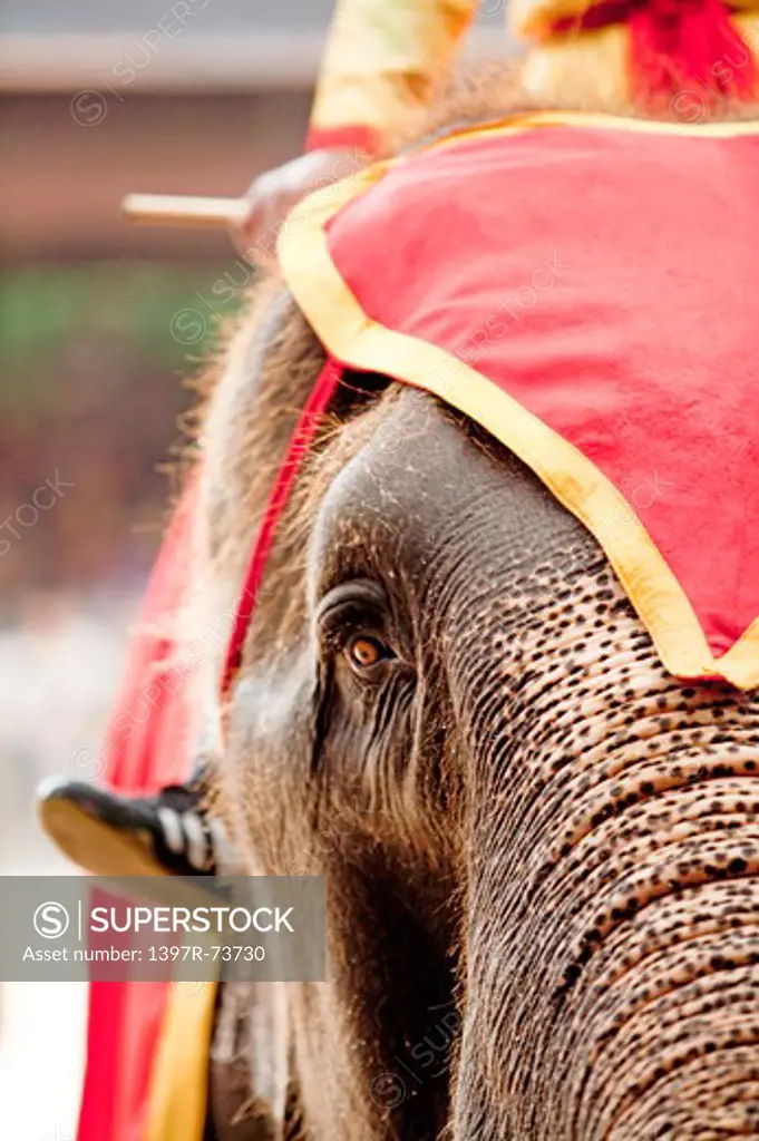 Asia, Thailand, Pattaya, Elephant