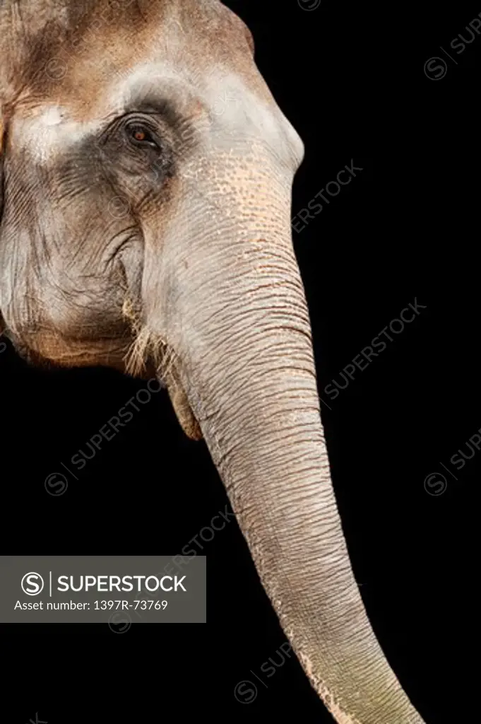Asia, Thailand, Pattaya, Elephant