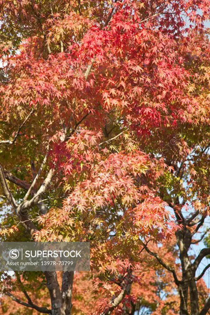 Kamakura, Kanagawa Prefecture, Japan, Maple Leaf, Asia,