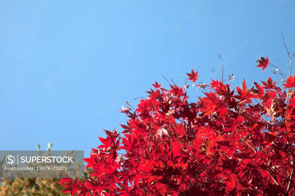 Yamanashi Prefecture, Japan, Maple Leaf, Asia,