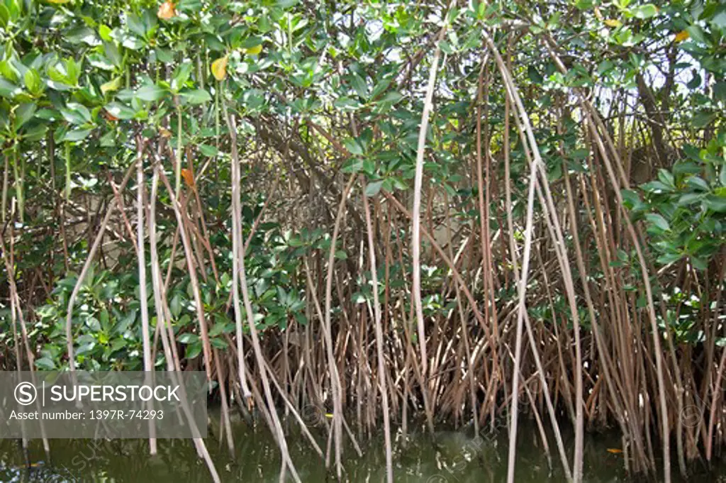 Mangrove, Wetland, National Park, Tainan, Taiwan, Asia,