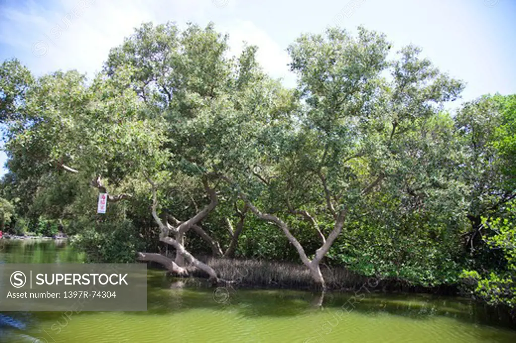 Mangrove, Wetland, National Park, Tainan, Taiwan, Asia,