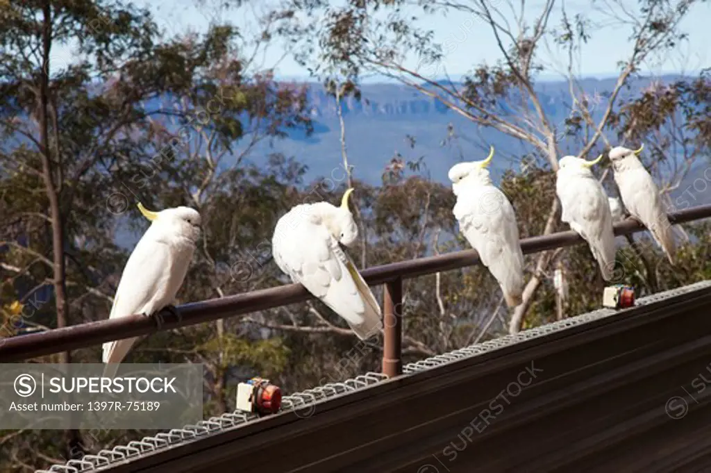Parrot, Sydney, Australia - Australasia
