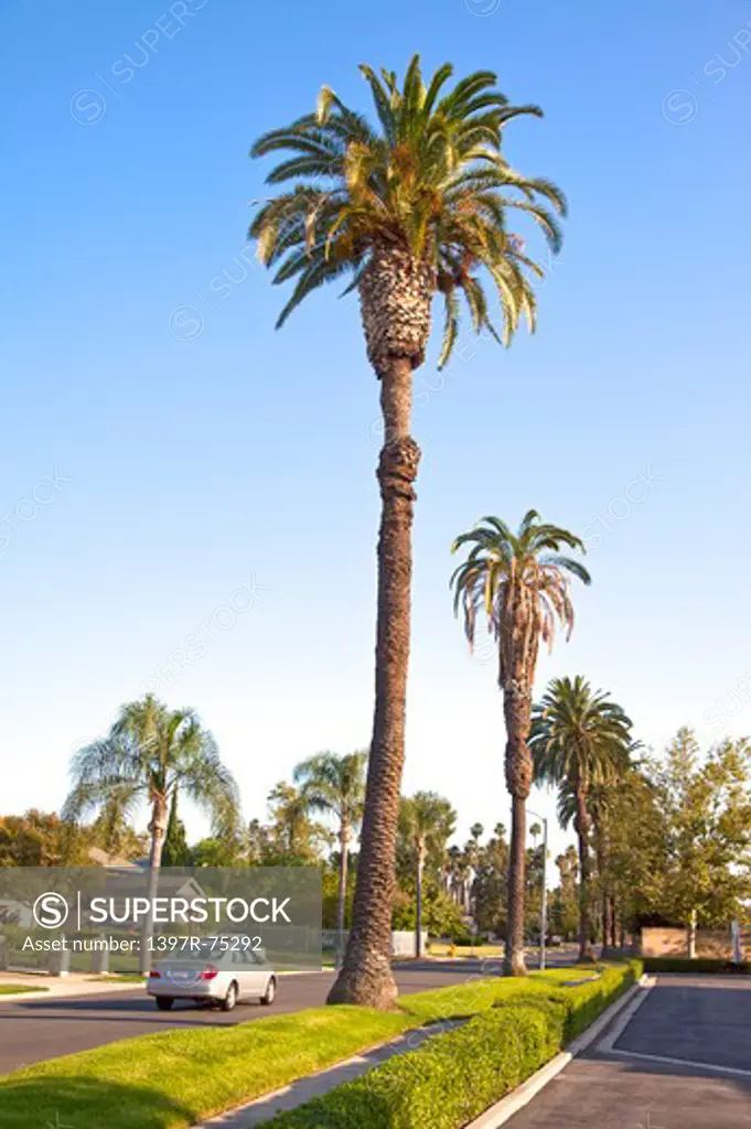 Palm Tree, City Of Los Angeles, California, USA, North America,