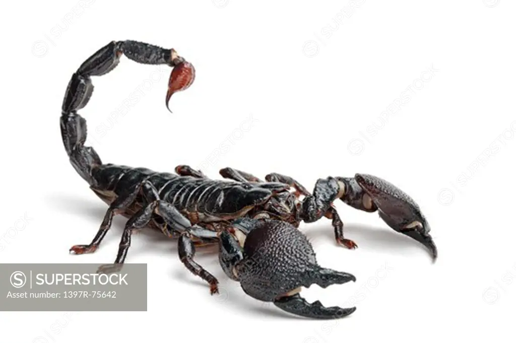 Emperor Scorpion, Scorpion