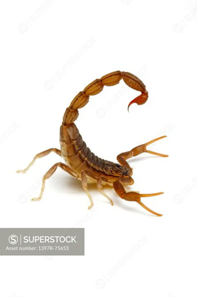 Red Alligator Back Scorpion, Scorpion