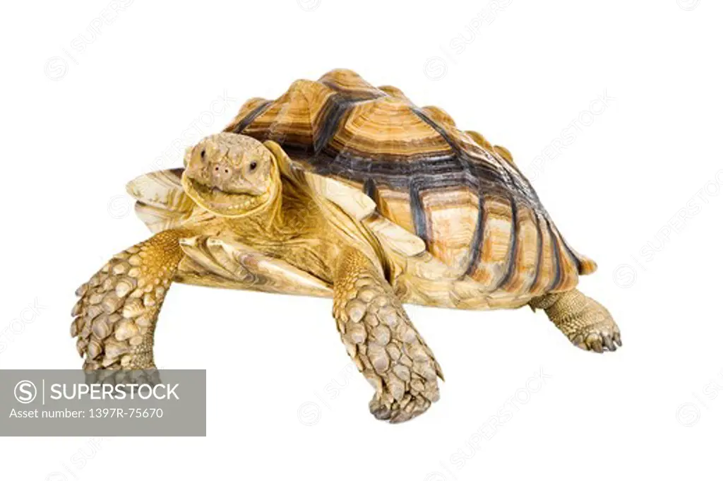 Sulcata Tortoise, Turtle